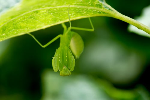 葉の裏に潜むハラビロカマキリの写真