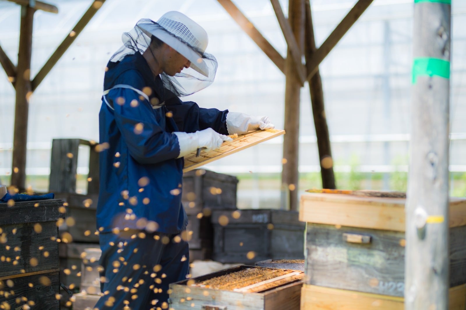 「ミツバチに囲まれながら作業する養蜂家」の写真