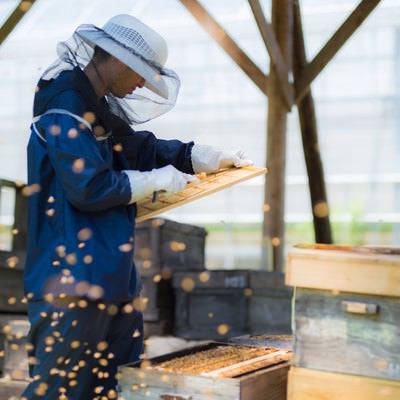 ミツバチに囲まれながら作業する養蜂家の写真