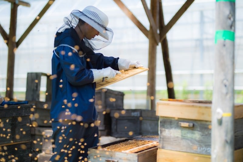 ミツバチに囲まれながら作業する養蜂家の写真