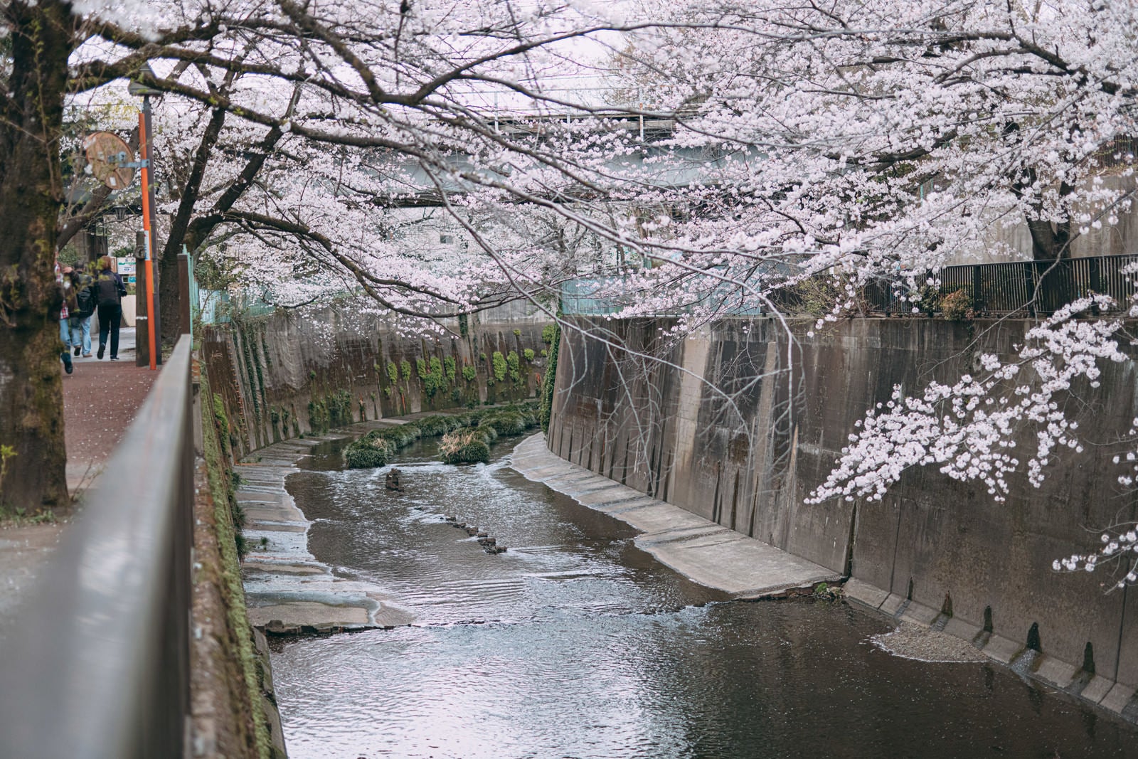 「石神井川に春の訪れ」の写真