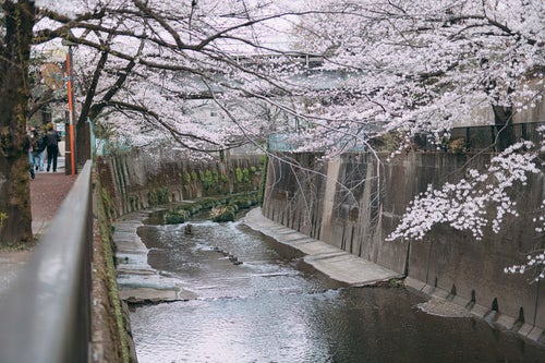 石神井川に春の訪れの写真