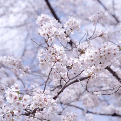 真っ白なソメイヨシノの花の写真