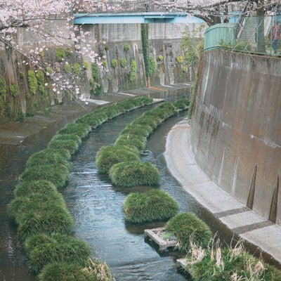 石神井川の桜と東橋の写真