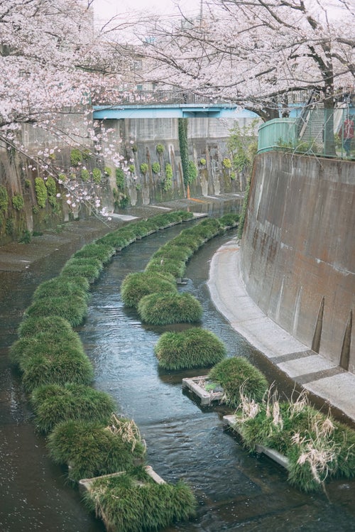 石神井川の桜と東橋の写真