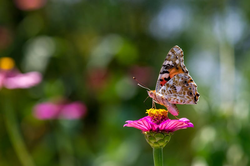 花の蜜を吸うヒメアカタテハの写真