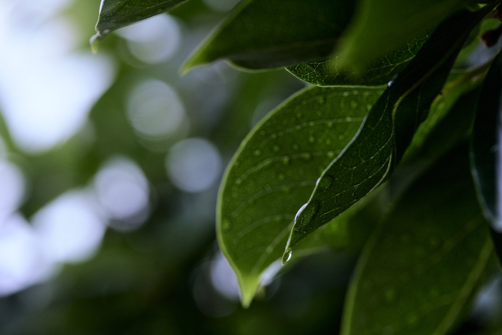 「葉から滑り落ちそうな雨の雫」の写真