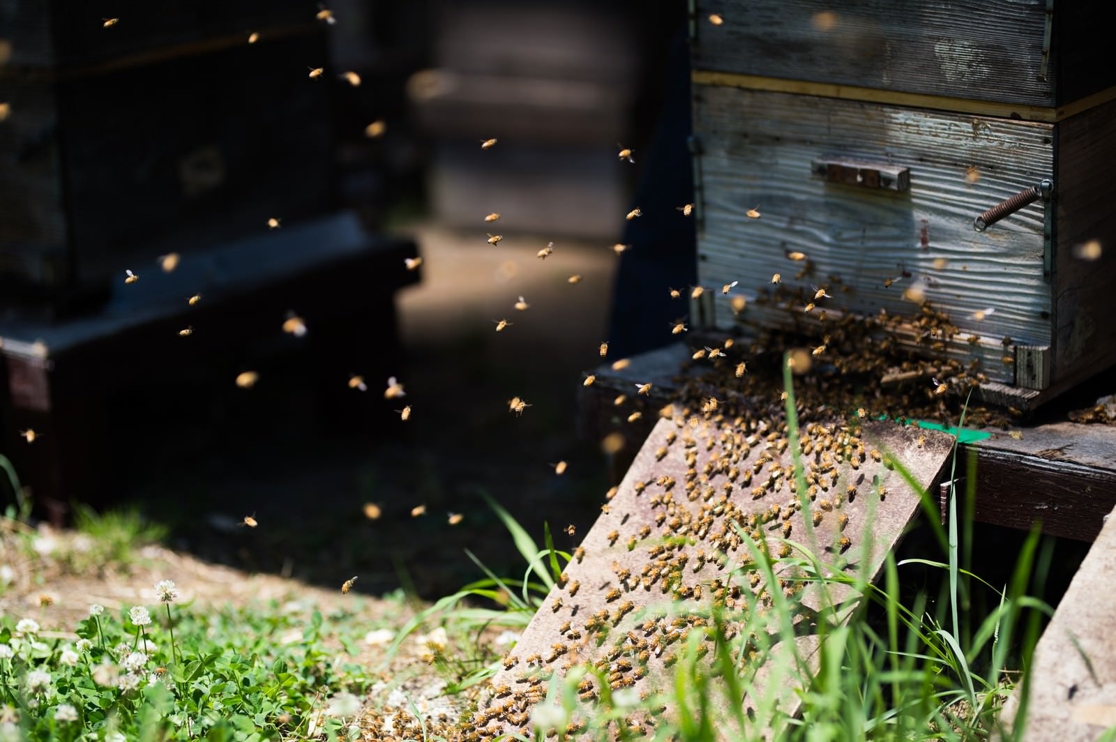 「巣箱の入口に集まる無数の蜜蜂」の写真