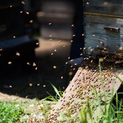 巣箱の入口に集まる無数の蜜蜂の写真