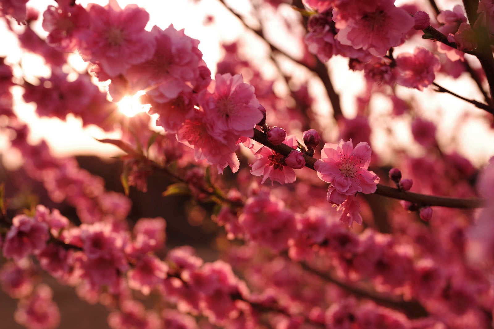 「陽光に照らされる梅の花」の写真