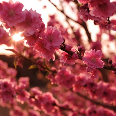 陽光に照らされる梅の花の写真