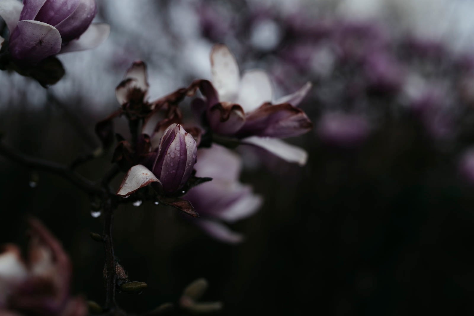 「雨の中の木蓮」の写真
