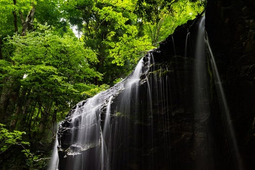 初夏の新緑と岩井滝（岡山県鏡野町）の写真