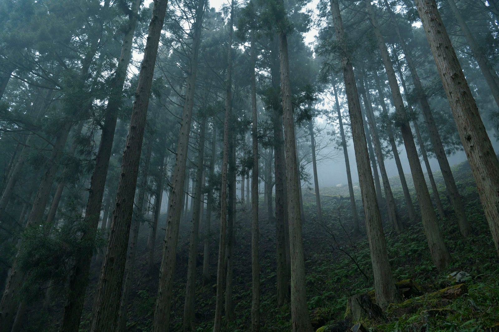 「霧に包まれる杉林」の写真