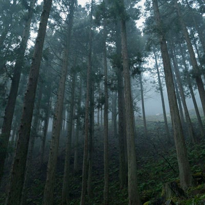霧に包まれる杉林の写真