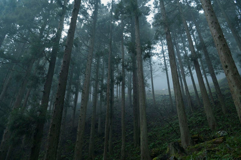 霧に包まれる杉林の写真