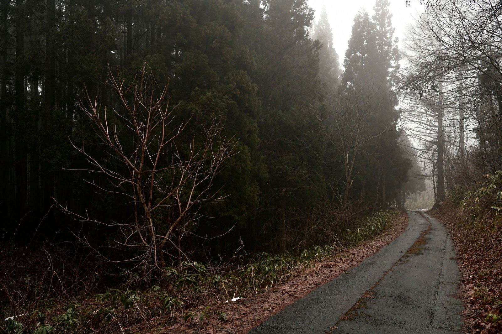 「霧の奥へと続く道」の写真