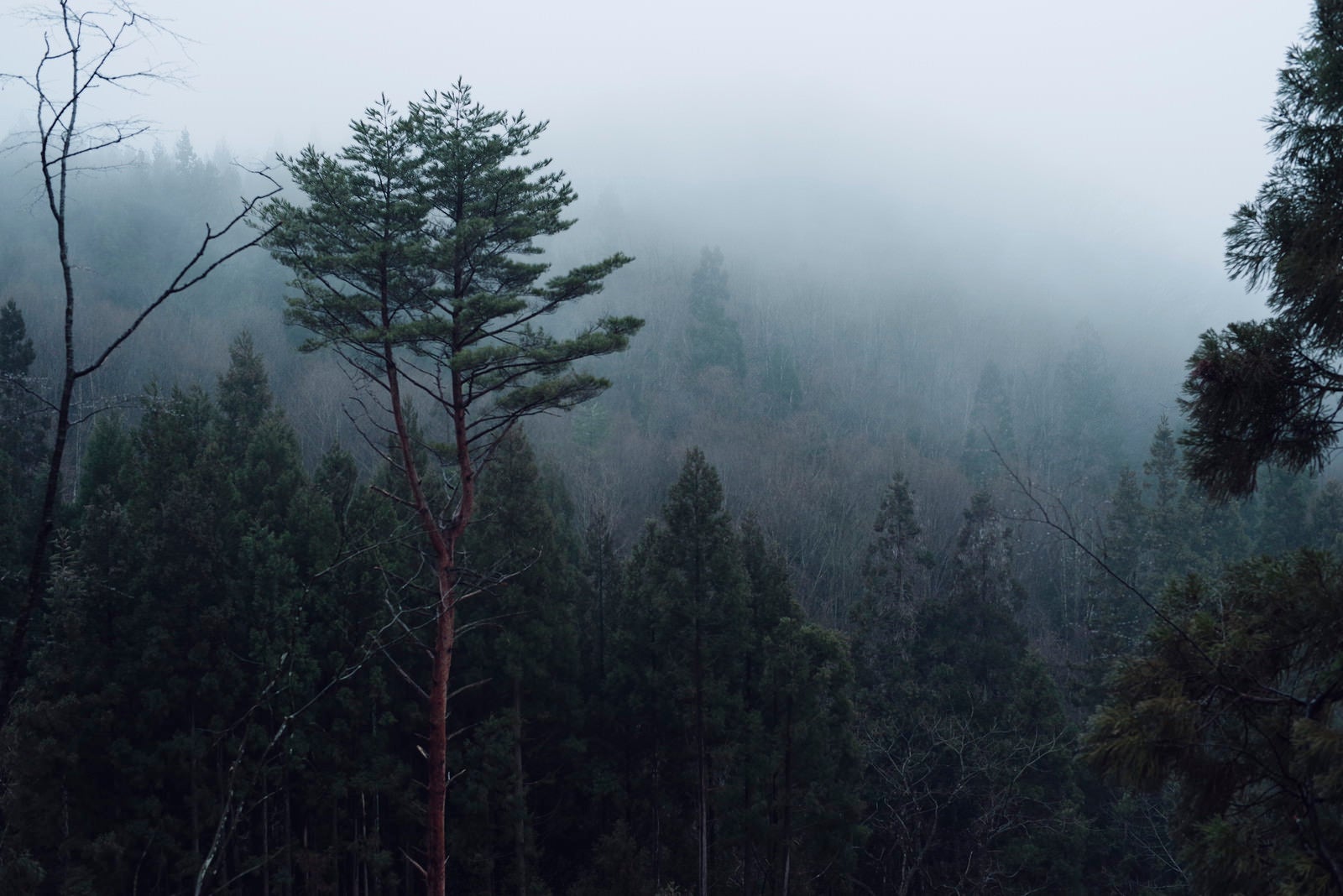 「霧の山に立つ一本の木」の写真
