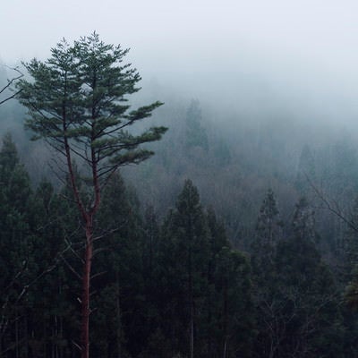 霧の山に立つ一本の木の写真