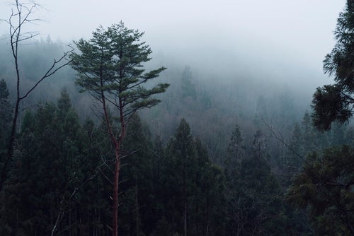 霧の山に立つ一本の木の写真
