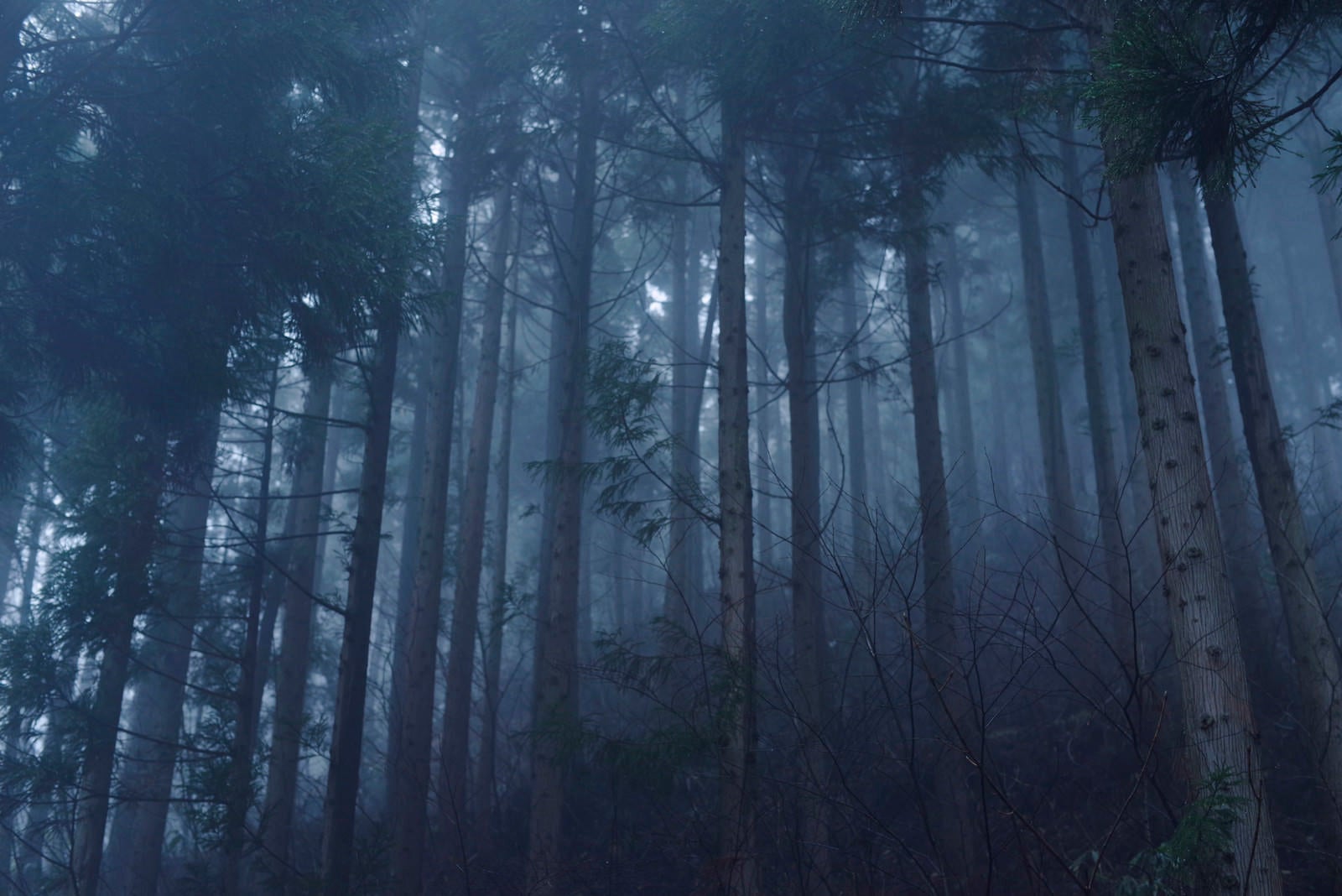 「青い光の中に浮かび上がる杉林」の写真
