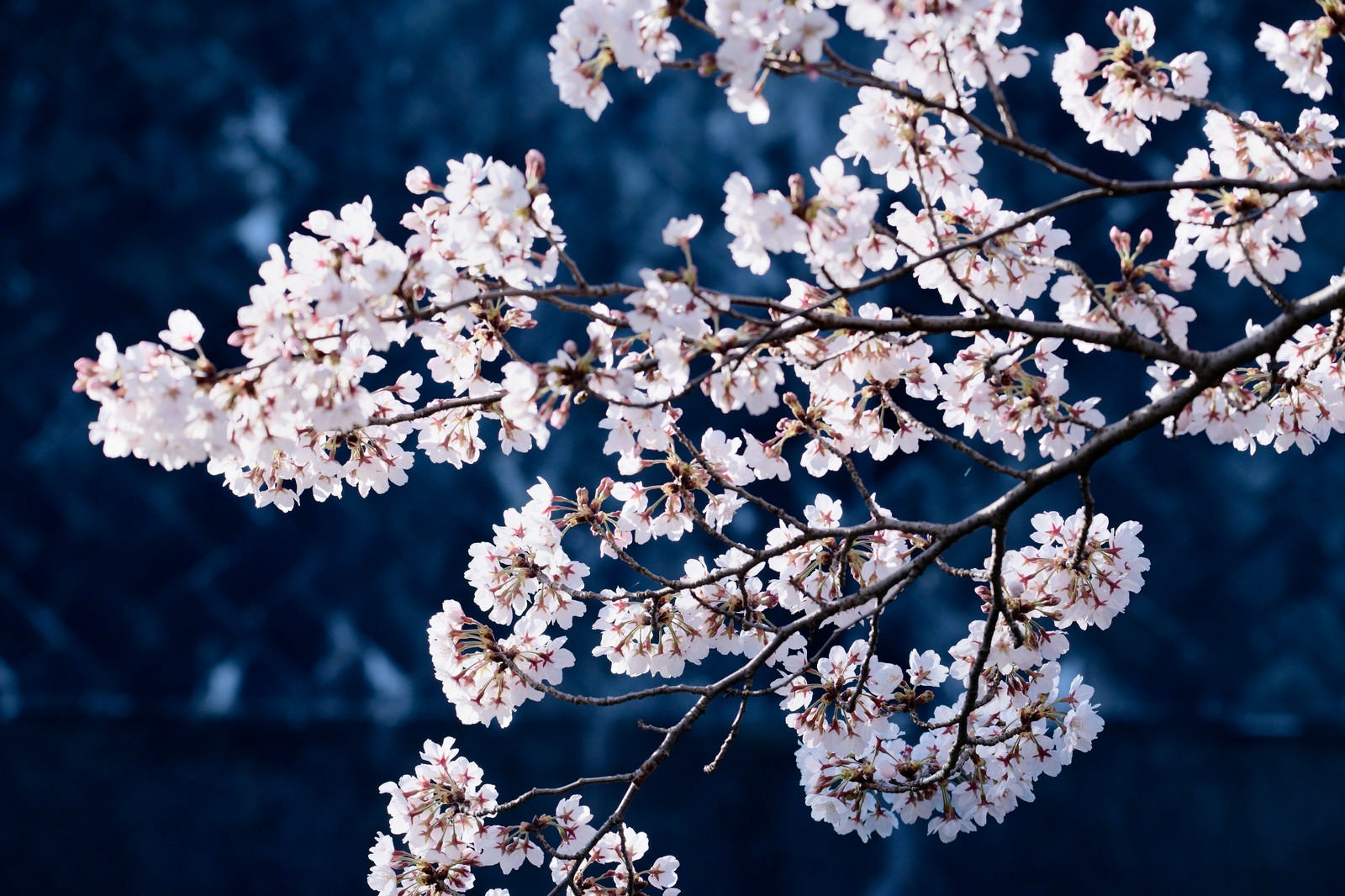 「青い影の上に浮かび上がるピンクの桜」の写真