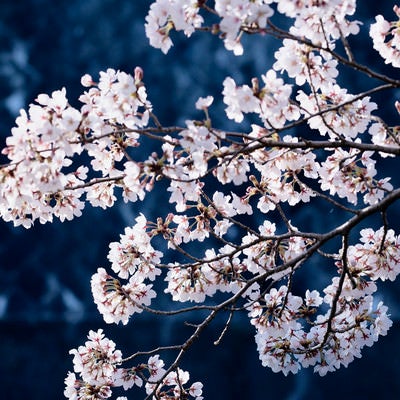 青い影の上に浮かび上がるピンクの桜の写真