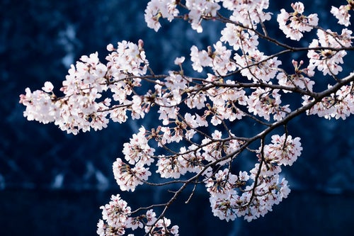青い影の上に浮かび上がるピンクの桜の写真