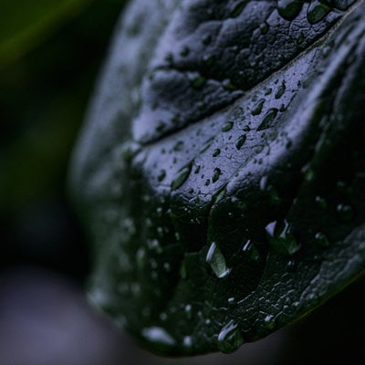 緑の葉一面に付着した雨粒と水滴が光を反射する様子の写真