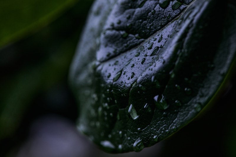 緑の葉一面に付着した雨粒と水滴が光を反射する様子