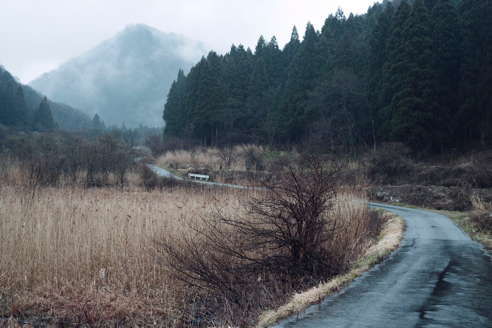「面白山高原へと続く林道」の写真