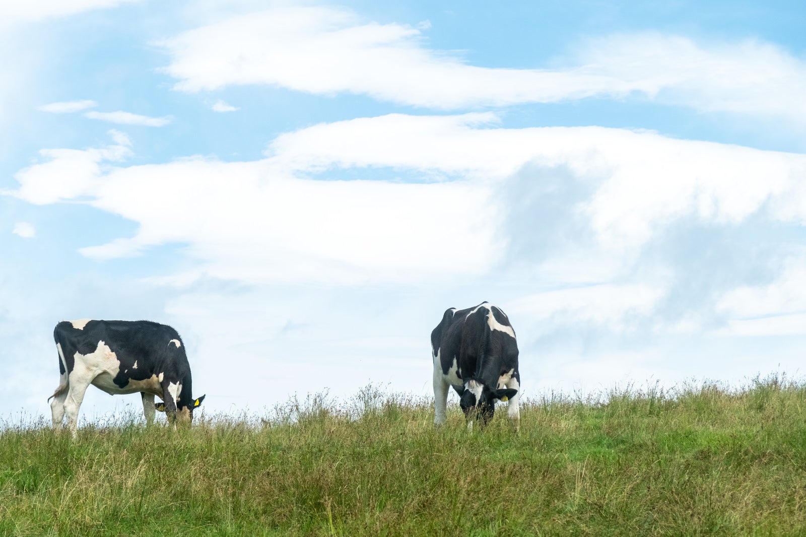緑の草原で放牧される白と黒のまだら模様の乳牛2頭と青空