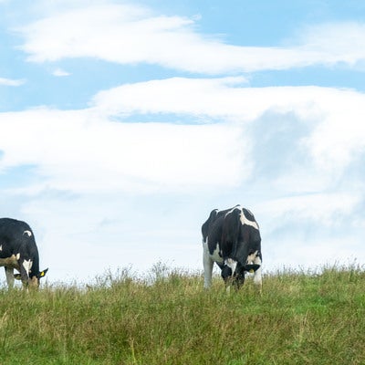 青空の下、緑の草原で放牧される二頭の乳牛の写真