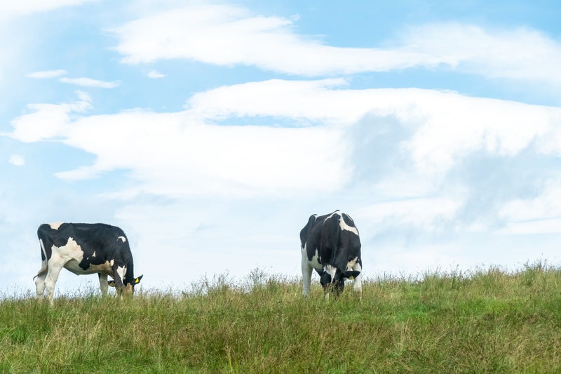 青空の下、緑の草原で放牧される二頭の乳牛の写真