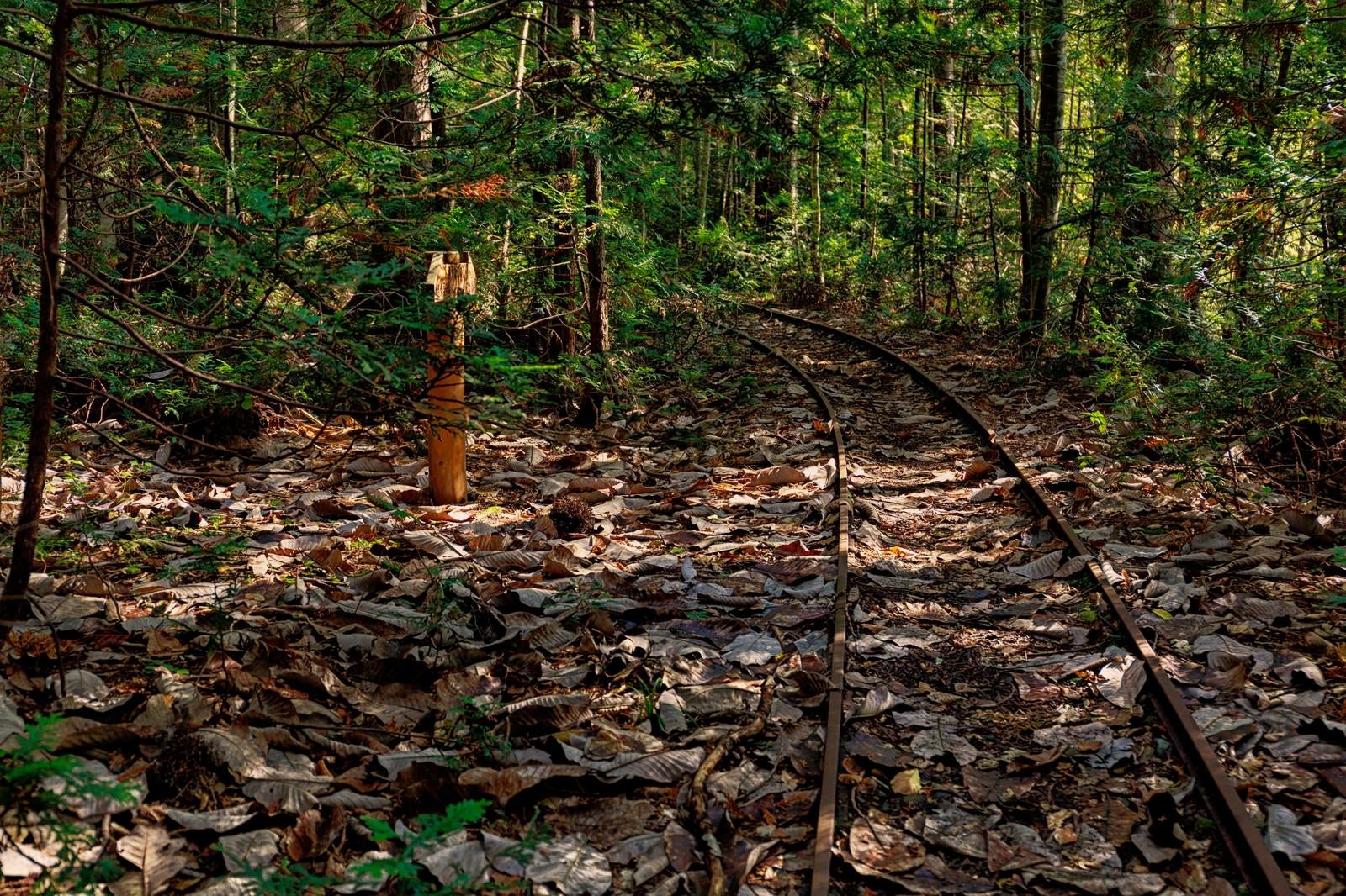 「森林鉄道の線路跡」の写真