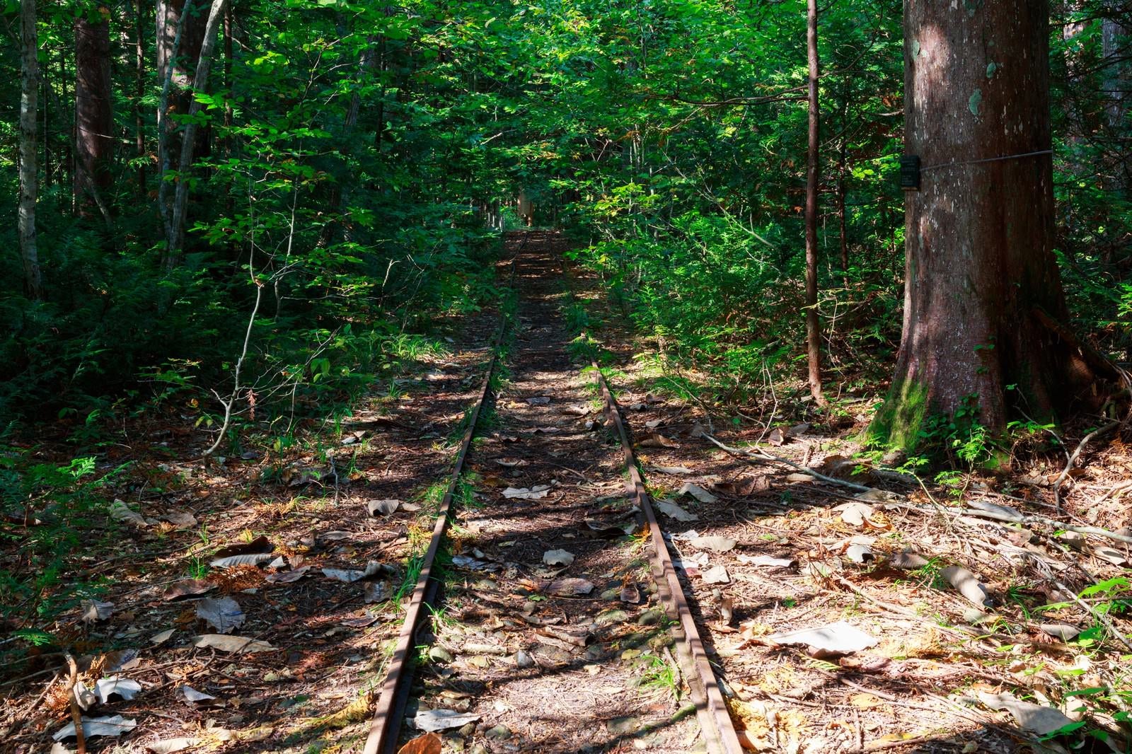 「森林鉄道跡」の写真