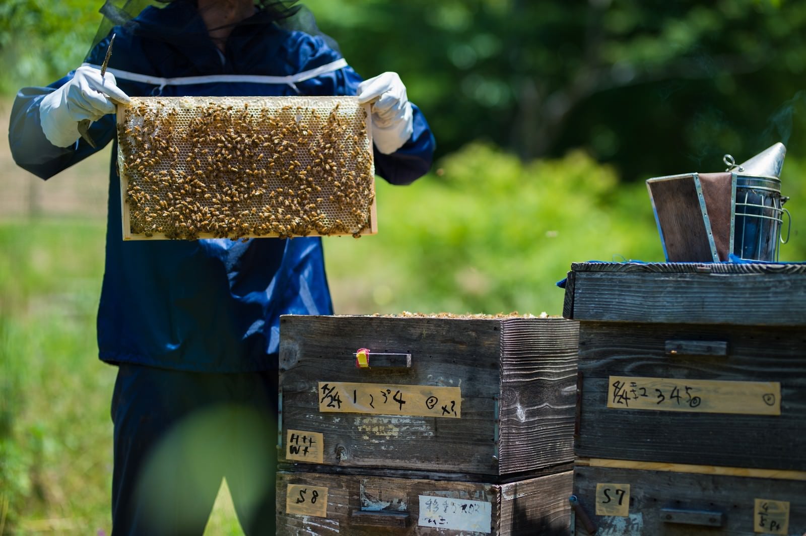 「養蜂場の蜜板と養蜂家」の写真