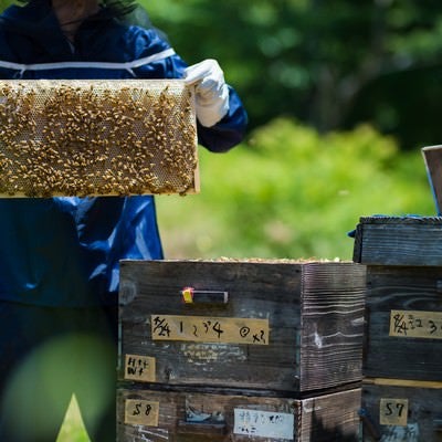 養蜂場の蜜板と養蜂家の写真