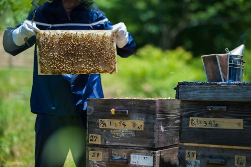養蜂場の蜜板と養蜂家の写真