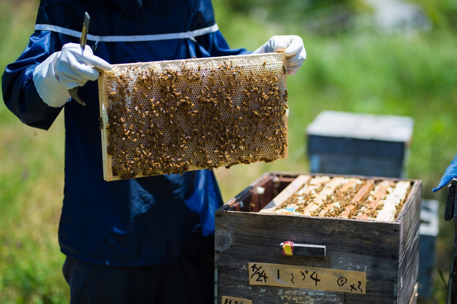 「養蜂場の蜜板を見せる養蜂家」の写真