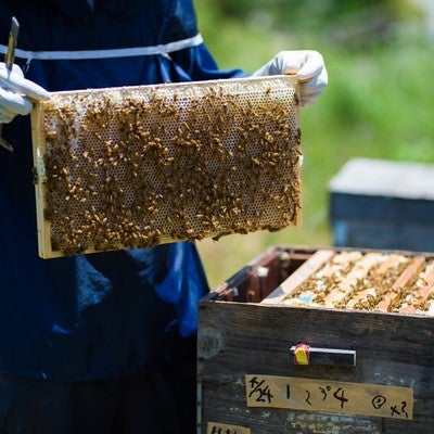 養蜂場の蜜板を見せる養蜂家の写真