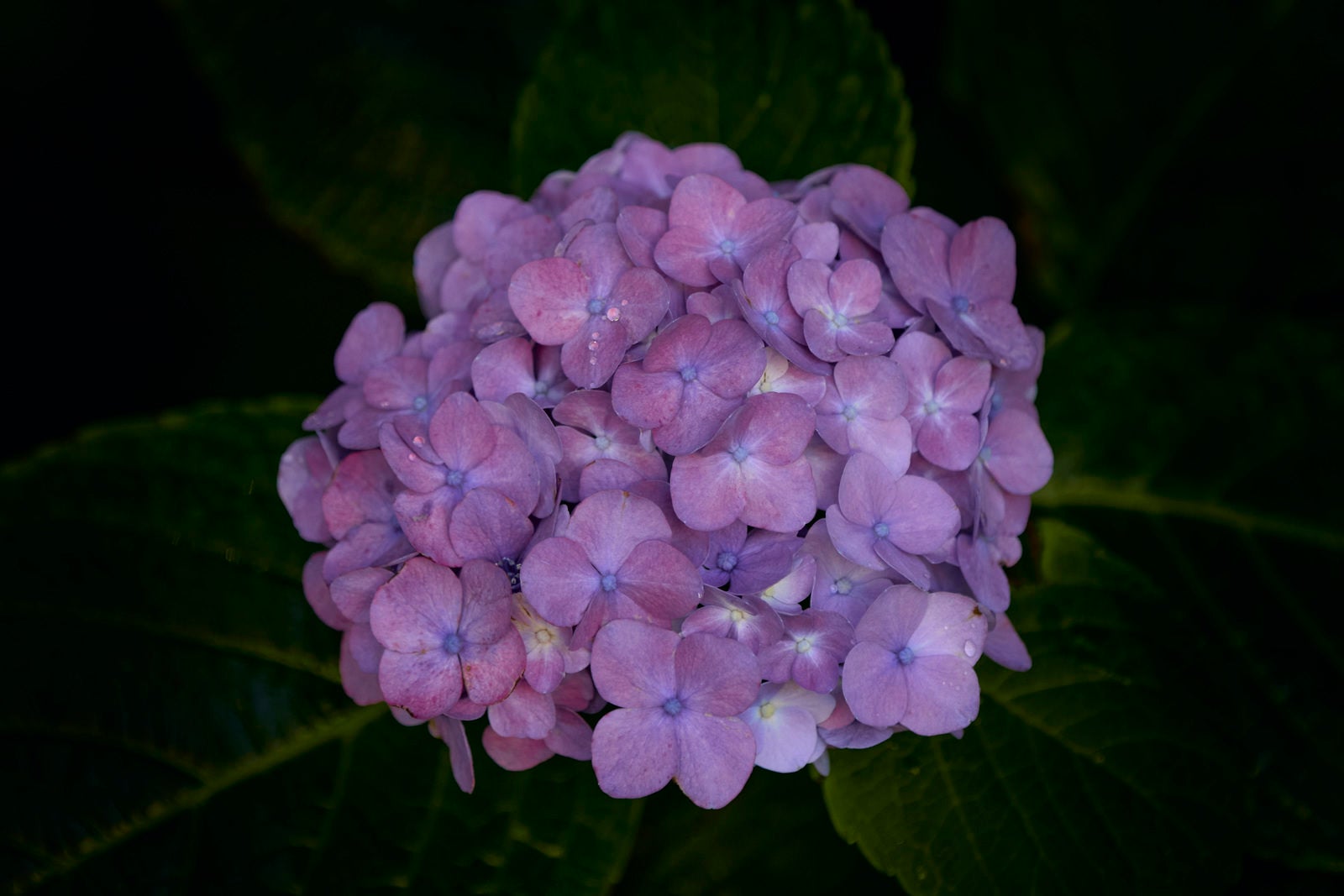 「紫陽花に落ちる水滴」の写真