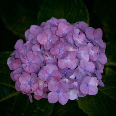 紫陽花に落ちる水滴の写真