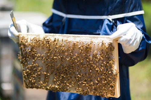 蜜板を持った養蜂家の写真