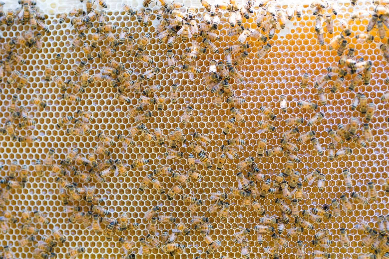 「ハチミツを熟成させているところ」の写真