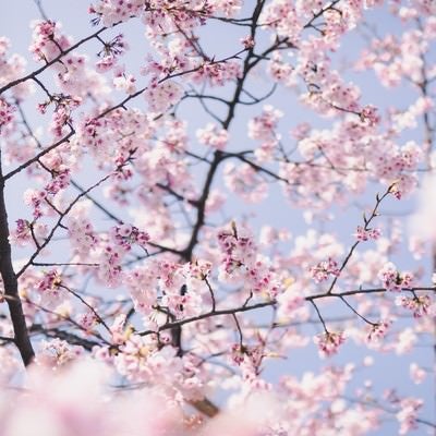 淡いピンクの桜の花の写真