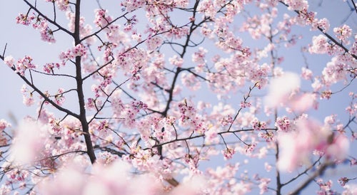 ほんわか桜の花の写真