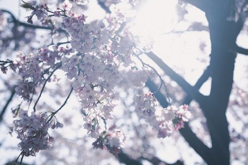 逆光と桜の花の写真