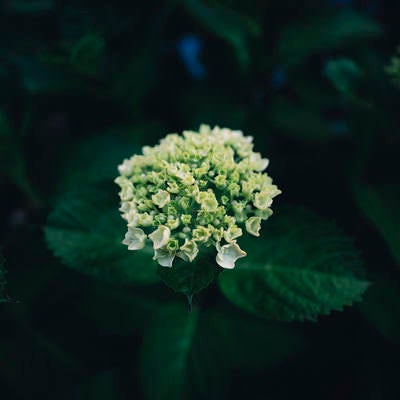 小さく咲き始めの紫陽花の写真