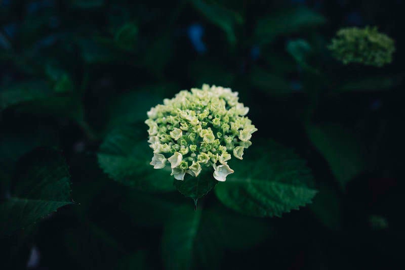 咲き始めの紫陽花、白い小花が球状に集まるの写真